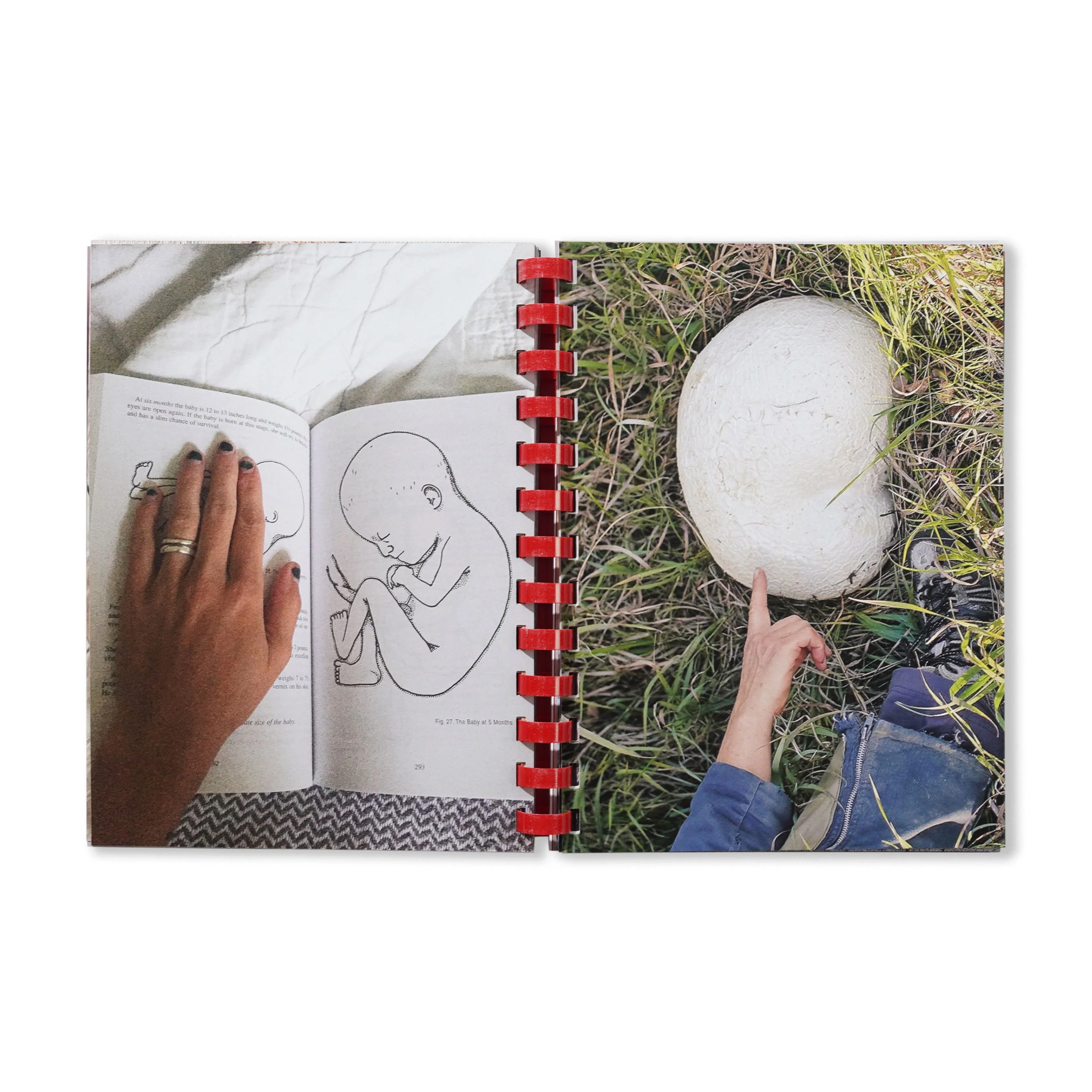 Hand For Scale - By Max Gravrich - Image 5
